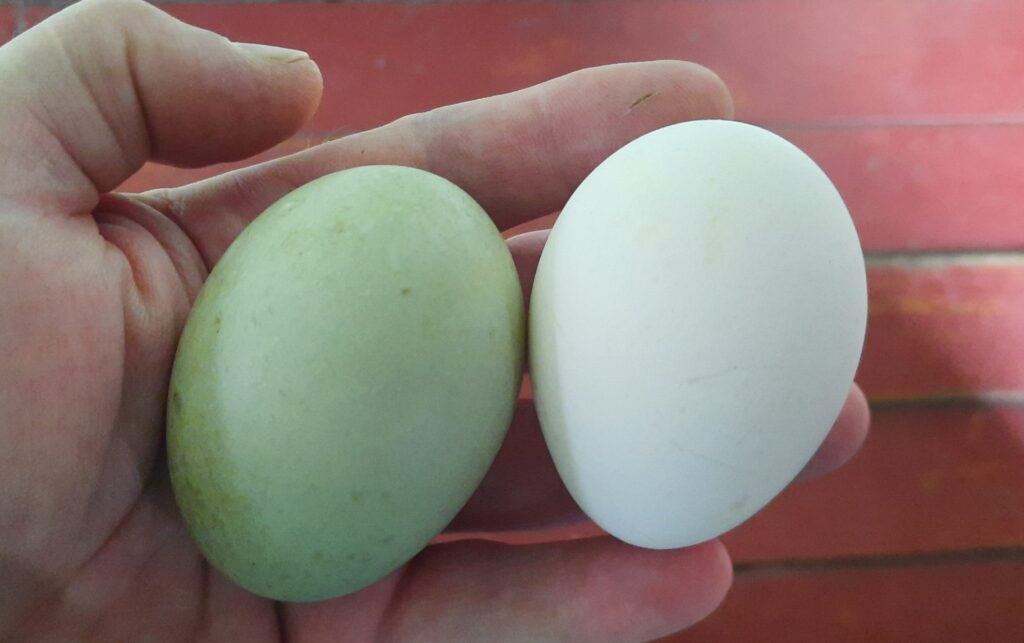 Яйцо утки в сравнении